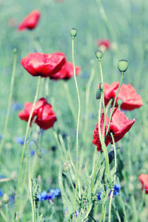 Poppies by Falko Follert