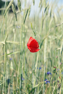 Poppy by Falko Follert