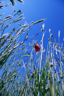 Die Mohnblume von Falko Follert