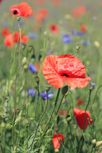 Mohnblumen von Falko Follert