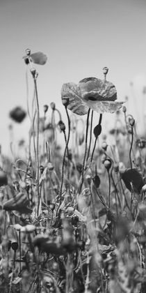 poppies bw by Falko Follert