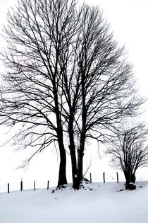 Tree of the Alps von Bianca Baker