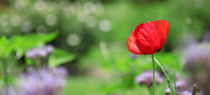 Klatschmohn von Franziska Giga Maria