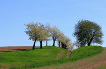 Weg durch den Frühling von Wolfgang Dufner