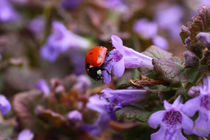 Marienkäfer - Ladybird von ropo13