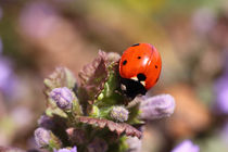 Marienkäfer - Ladybird by ropo13