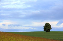 Baum im Feld von Wolfgang Dufner