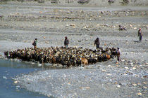 Goats at River en route to Ghasa