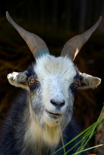 Curious Goat en route to Ghorepani by serenityphotography