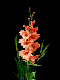 Gladiolus Superstar von Henry Selchow