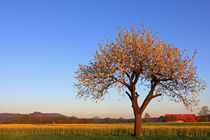 Frühling von Wolfgang Dufner