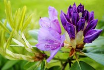 Rhododendron von tinadefortunata