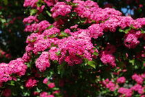 Paul's Scarlet Blüten by tinadefortunata