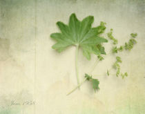 Alchemilla vulgaris by Franziska Rullert