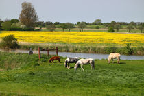 Weide am Fluß - Grazing on the river by ropo13