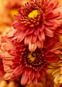 Autumn Mums von Shannon Workman