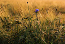 Kornblume im Feld by Wolfgang Dufner