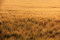 Mohnblume im Feld von Wolfgang Dufner