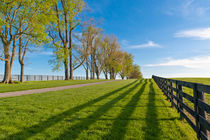 Country Scenery with tree line.