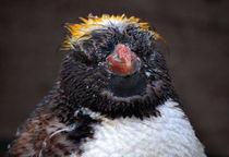 Baby Penguin von Rob Hawkins