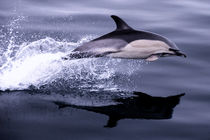 Flying Porpoise by Rob Hawkins