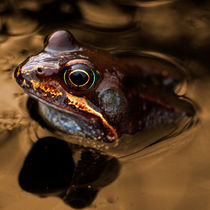 Kermit in Bronze by Rob Hawkins