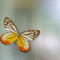 Butterfly-on-glass