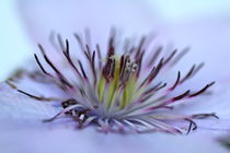 CLEMATIS by Ivonne Wentzler