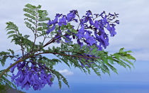 Jacaranda Mimosifolia  von monarch