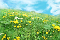 Field of Wildflowers von Charles Harker