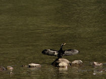 Cormorant / Kormoran von starsongstudio