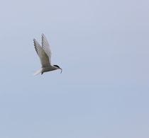 Arctic Tern by Louise Heusinkveld