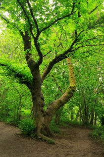 The Old Beech von Louise Heusinkveld