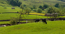 Bishopdale, Yorkshire Dales von Louise Heusinkveld