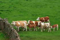 Wensleydale Cattle by Louise Heusinkveld