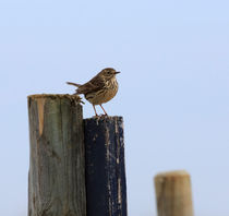 Meadow Pipit, Anthus pratensis by Louise Heusinkveld
