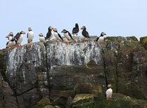 Puffins by Louise Heusinkveld