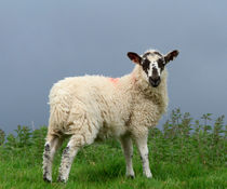 Lamb in Wensleydale by Louise Heusinkveld