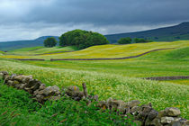 Wildflower Meadows von Louise Heusinkveld