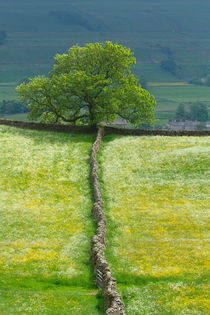 Lone Tree von Louise Heusinkveld