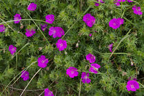 Cranesbill by Louise Heusinkveld