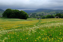 Wildflower meadow near Hawes, Wensleydale by Louise Heusinkveld