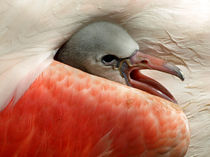 Flamingoküken by Dagmar Laimgruber