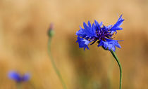 Kornblume im Feld von Wolfgang Dufner