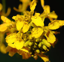 Rapsblüte - rape flower von ropo13