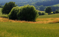 Sommerwiesen von Wolfgang Dufner