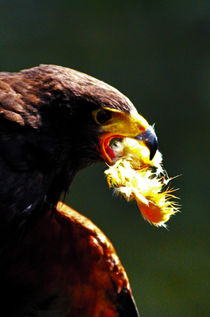 Hungry Harris Hawk by Pravine Chester