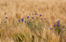 Kornblumen im Feld von Wolfgang Dufner