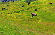 Blumenwiesen in den Dolomiten von Wolfgang Dufner