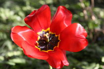 Tulpe rot von alsterimages